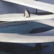 Card 6: Penguin Pool