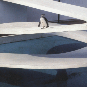 Card 6: Penguin Pool